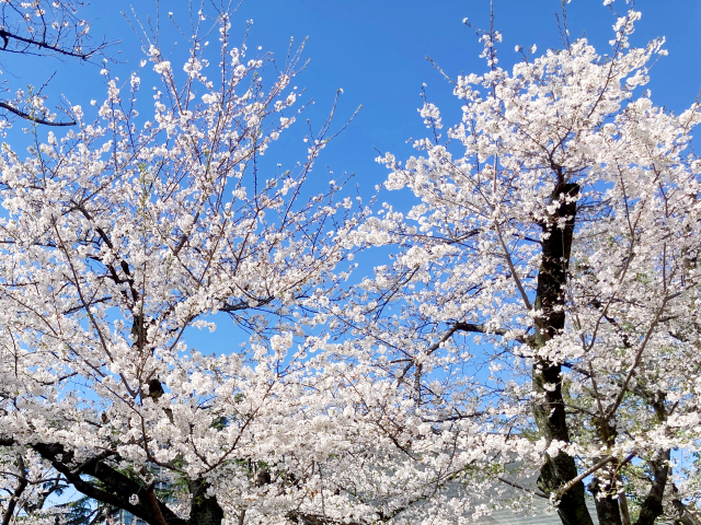 桜
